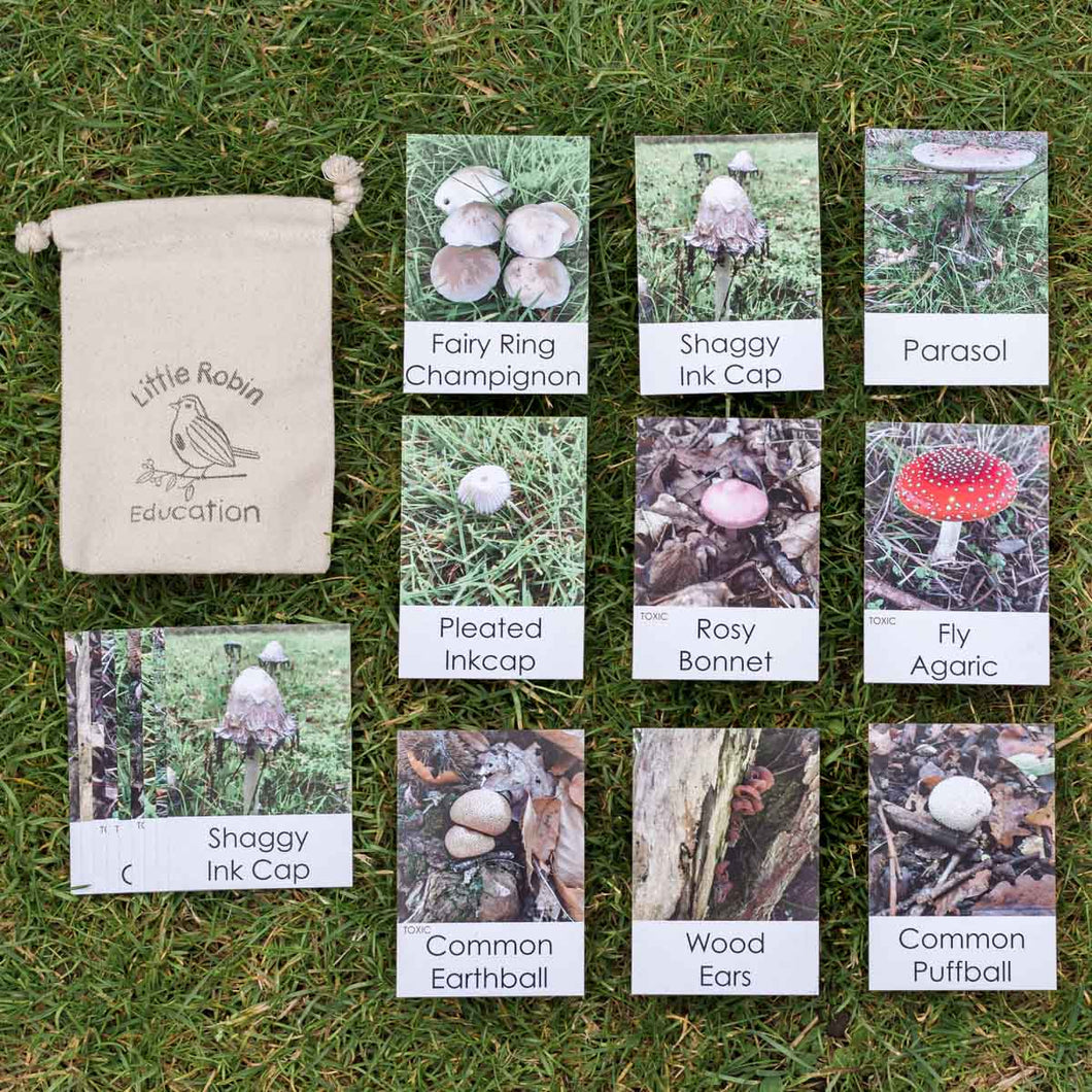 Mushroom Flashcards