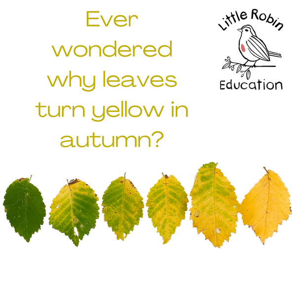 Why do leaves turn yellow in autumn?