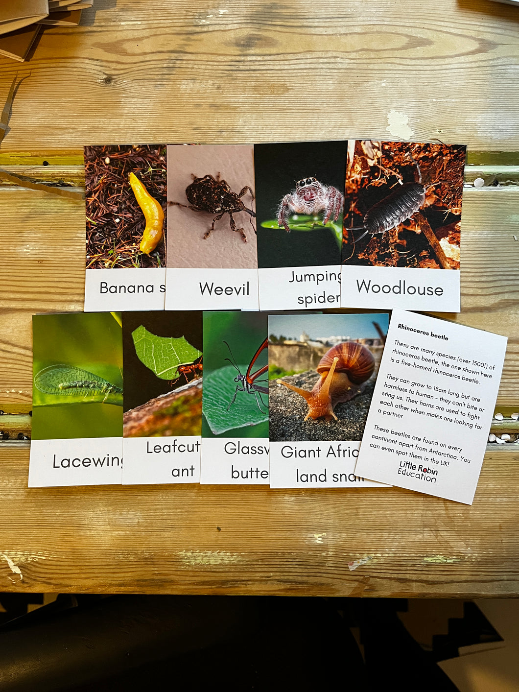 Bug Fact Cards