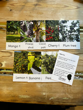 Load image into Gallery viewer, Fruit Tree Fact Cards

