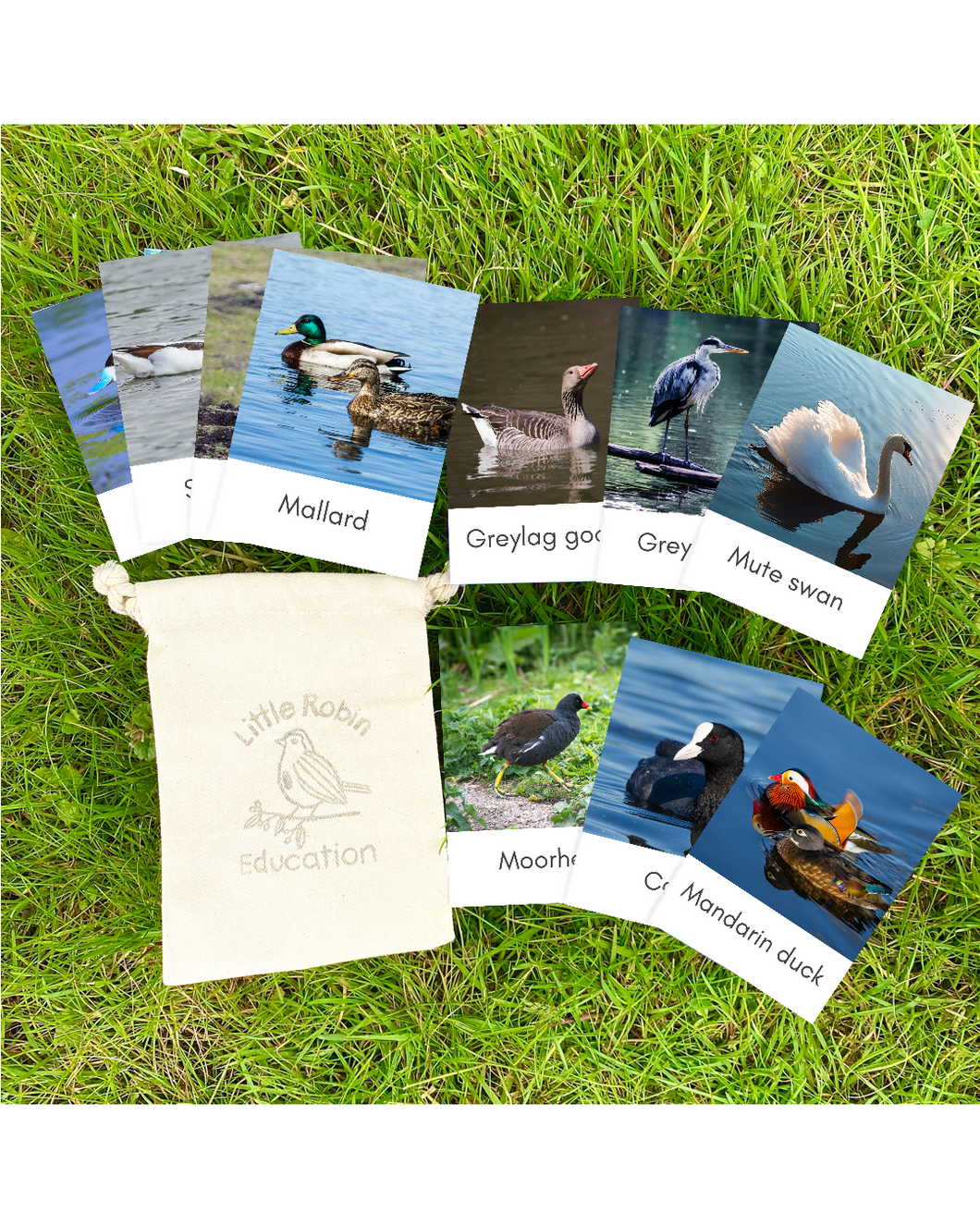 Waterfowl Fact Cards
