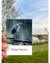 Load image into Gallery viewer, Waterfowl Fact Cards
