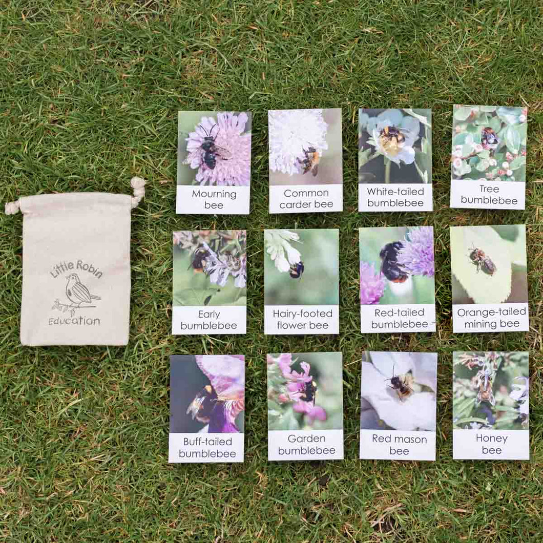 Bee Fact Cards