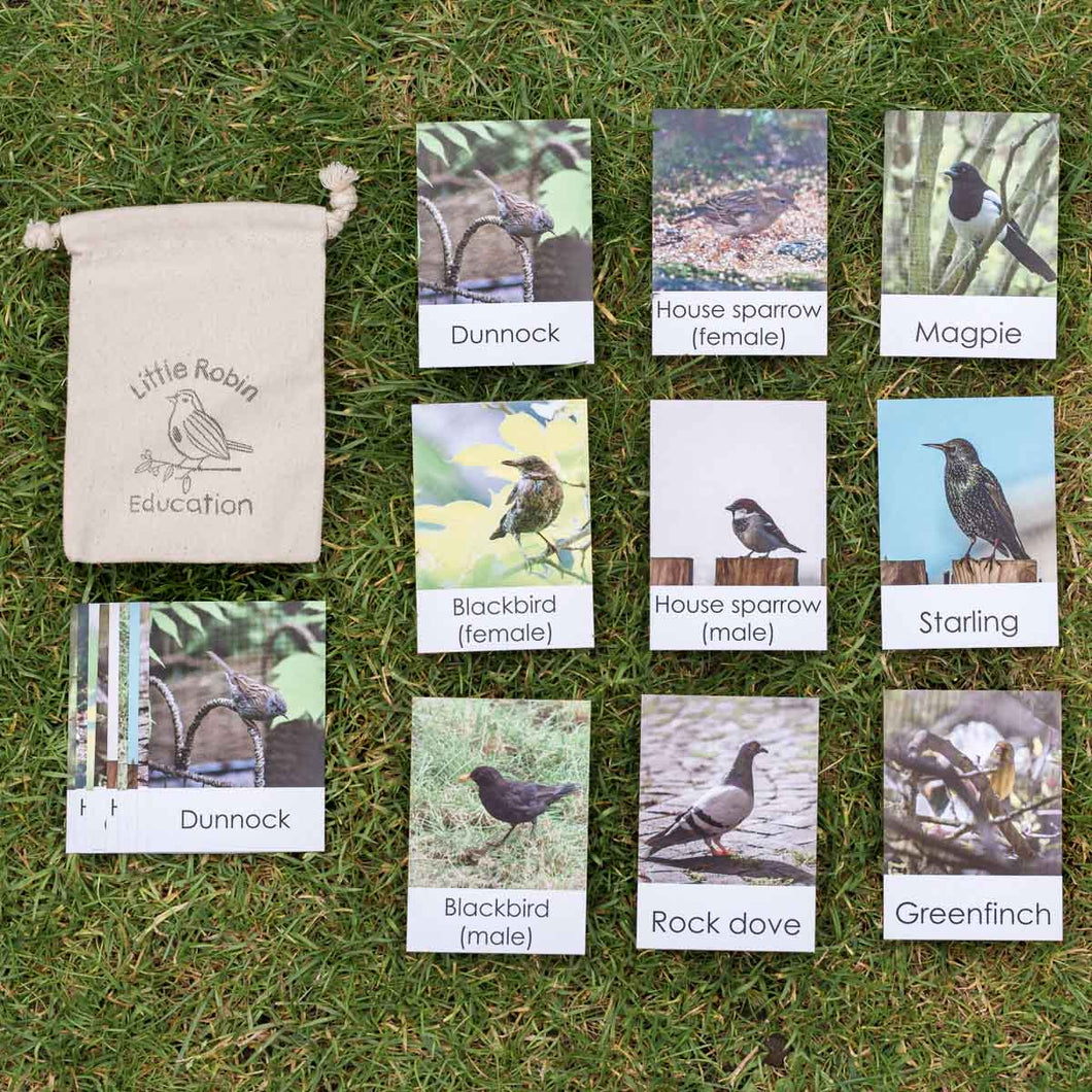 Common Garden Birds Flashcards