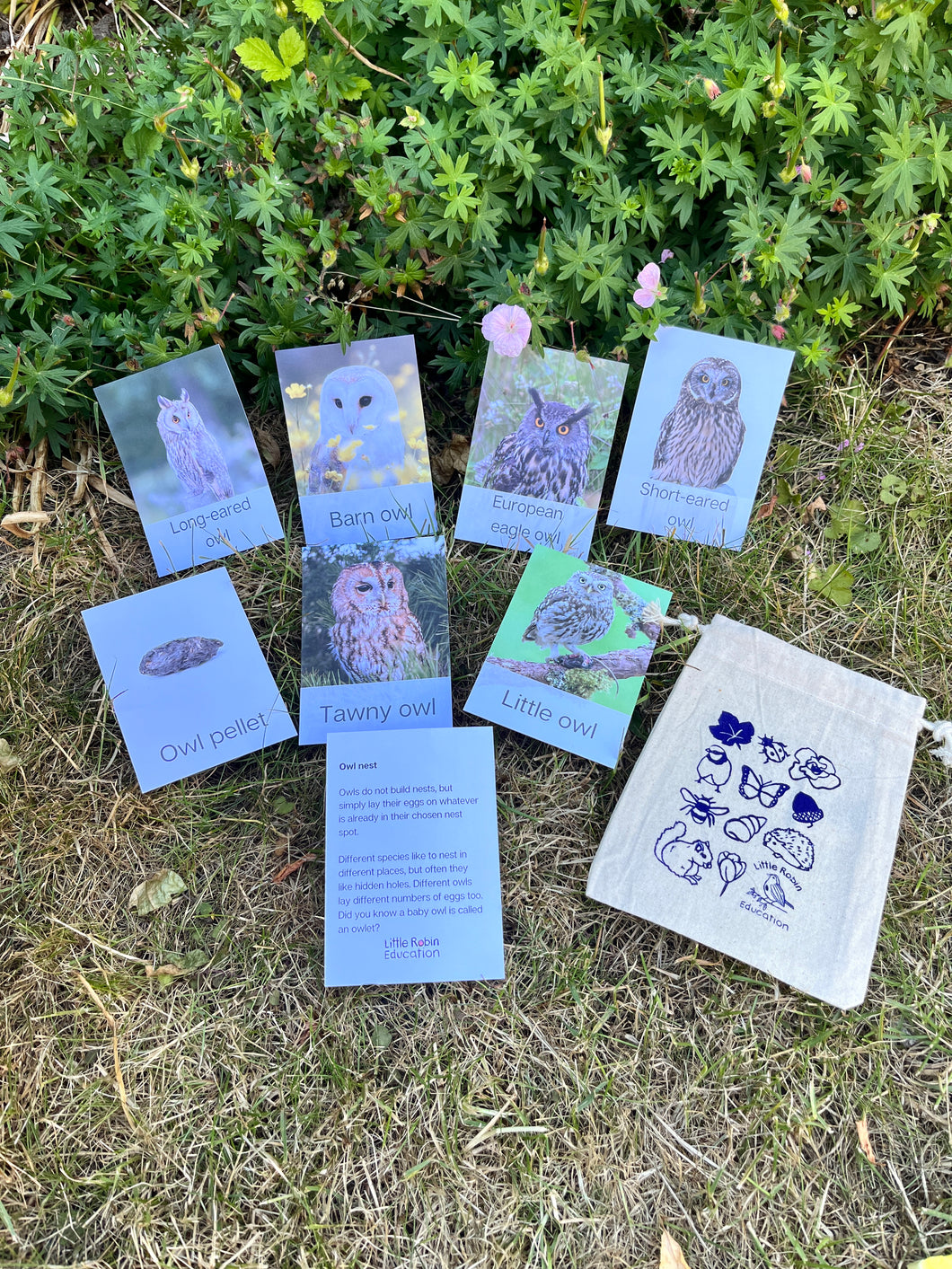 Owl Fact Cards
