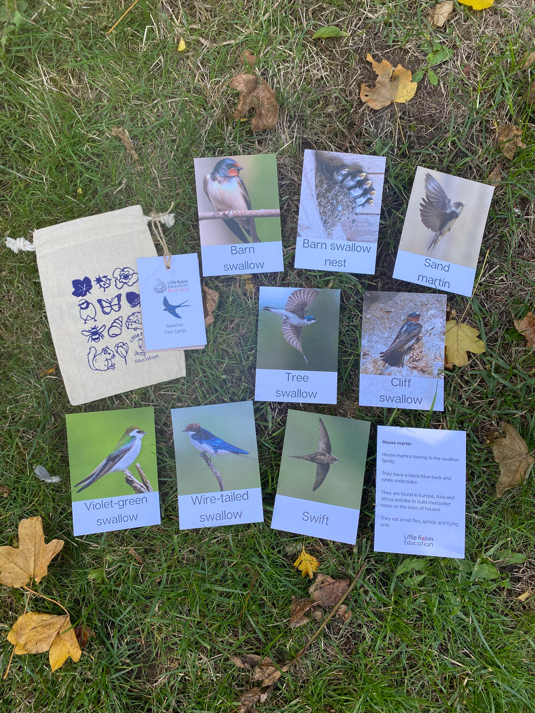 Swallow Fact Cards